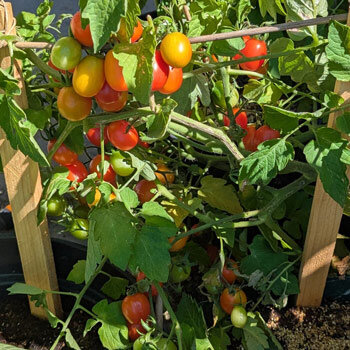 Tomate cherry 'Principe Borghese' (Solanum lycopersicum) con frutos rojos y naranjas madurando