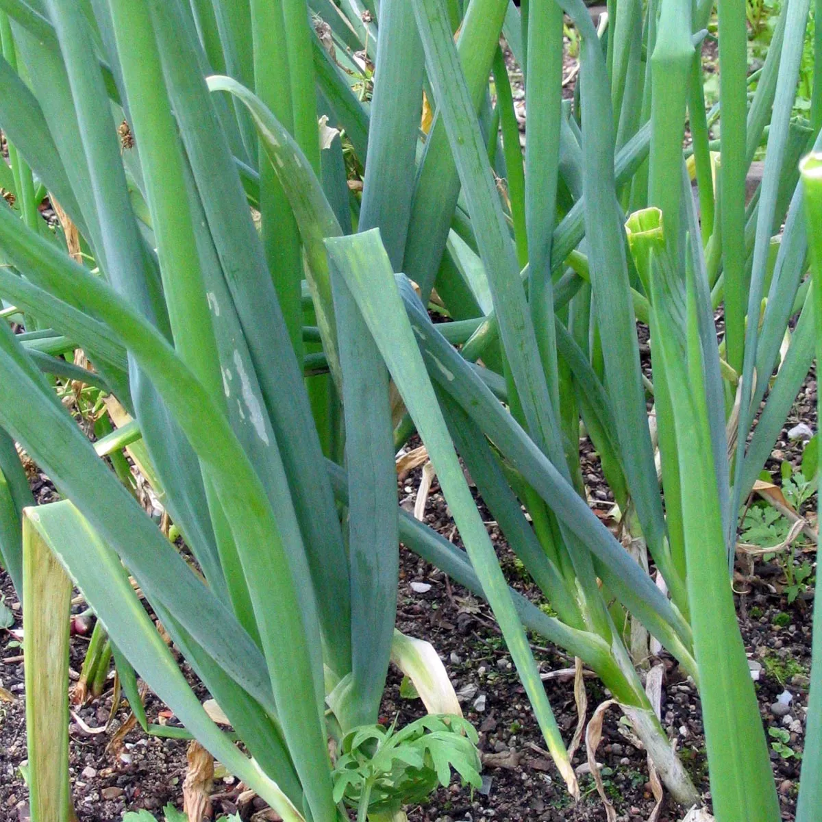 Lauchzwiebel 'White Lisbon' (Allium cepa) Bio Saatgut
