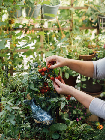 Manos cosechando tomates cherry entre hierbas y macetas colocadas en varios niveles