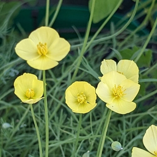 Amapola de California con flores amarillo pálido y follaje fino verdeazulado