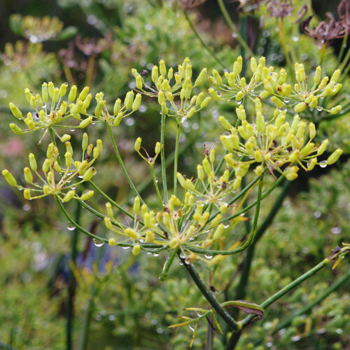 Hinojo dulce 'Dulce' (Foeniculum vulgare) con umbelas de semillas verdes y gotas de lluvia