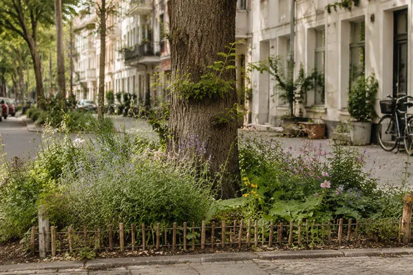 Alcorque plantado en una calle de la ciudad