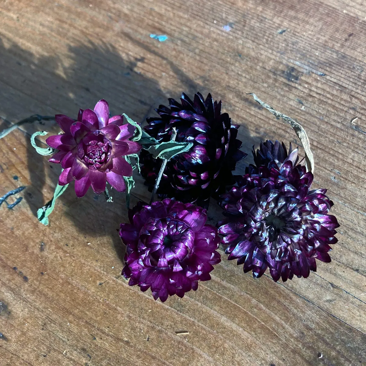 Hohe Strohblume 'Purple Red' (Xerochrysum bracteatum) Samen