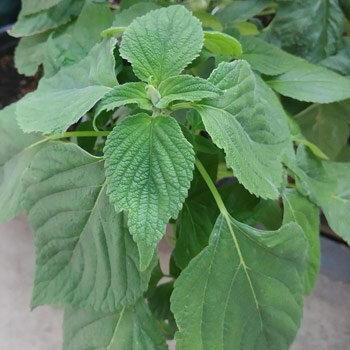 Planta joven de chía mexicana (Salvia hispanica) con hojas dentadas