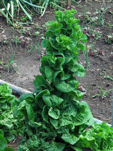 Lechuga que ha empezado a espigar