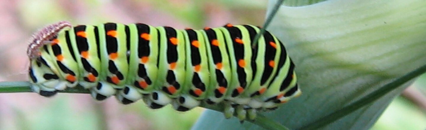 Oruga de macaón con rayas verdes y negras y puntos naranjas sobre un tallo