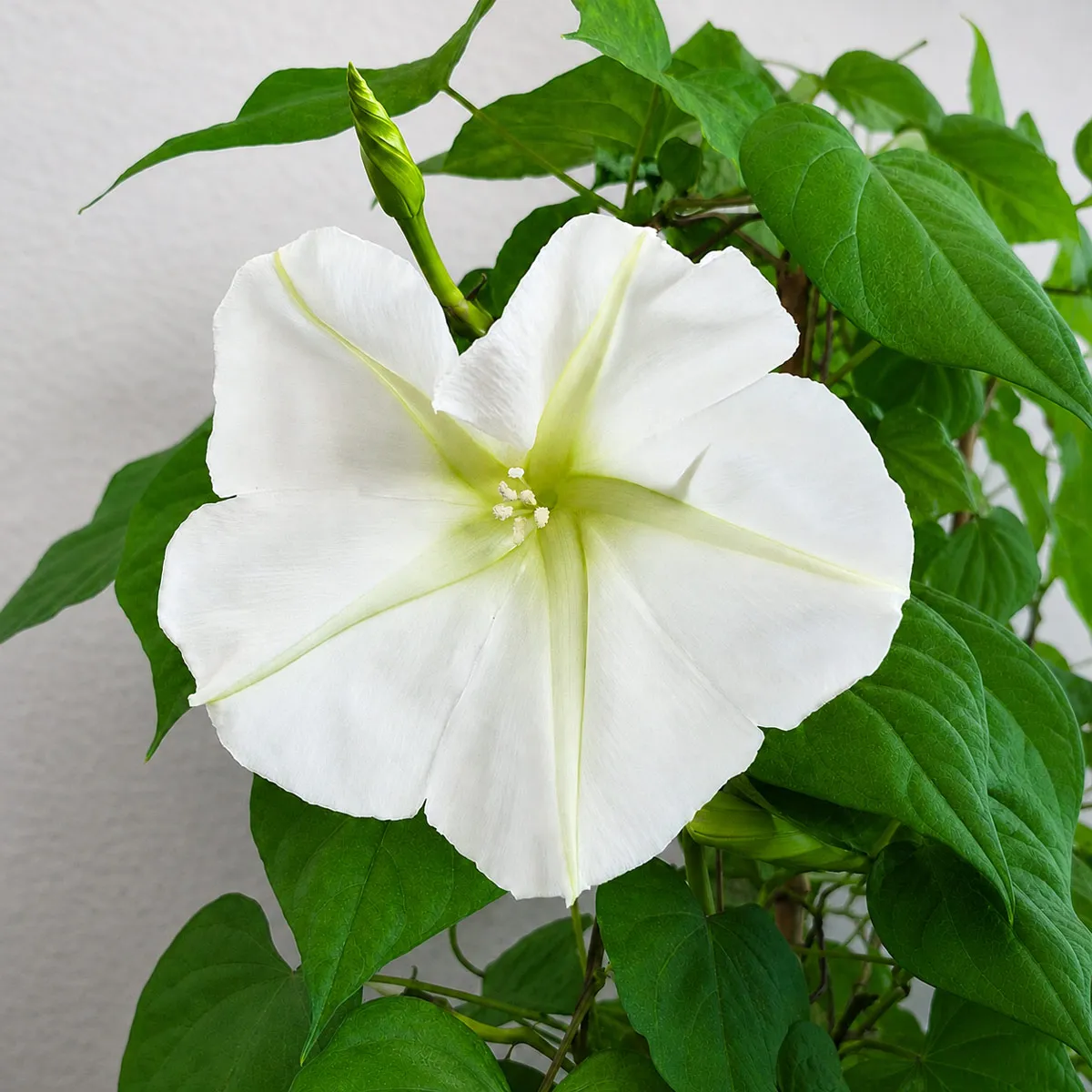Mondwinde (Ipomoea alba) Samen