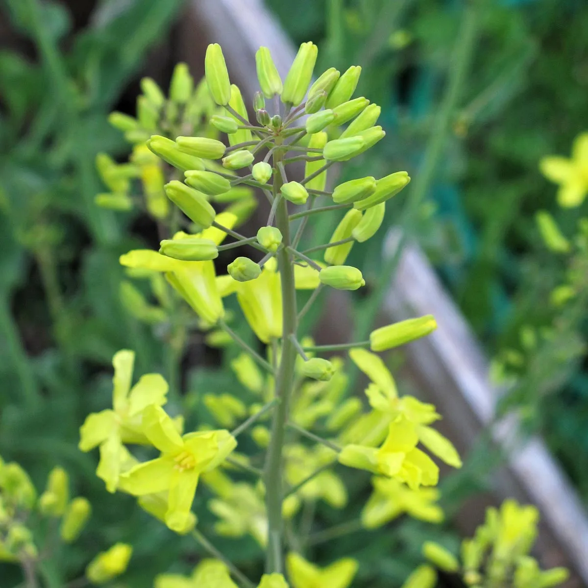 Rosenkohl 'Groninger' (Brassica oleracea var. gemmifera) Bio Saatgut