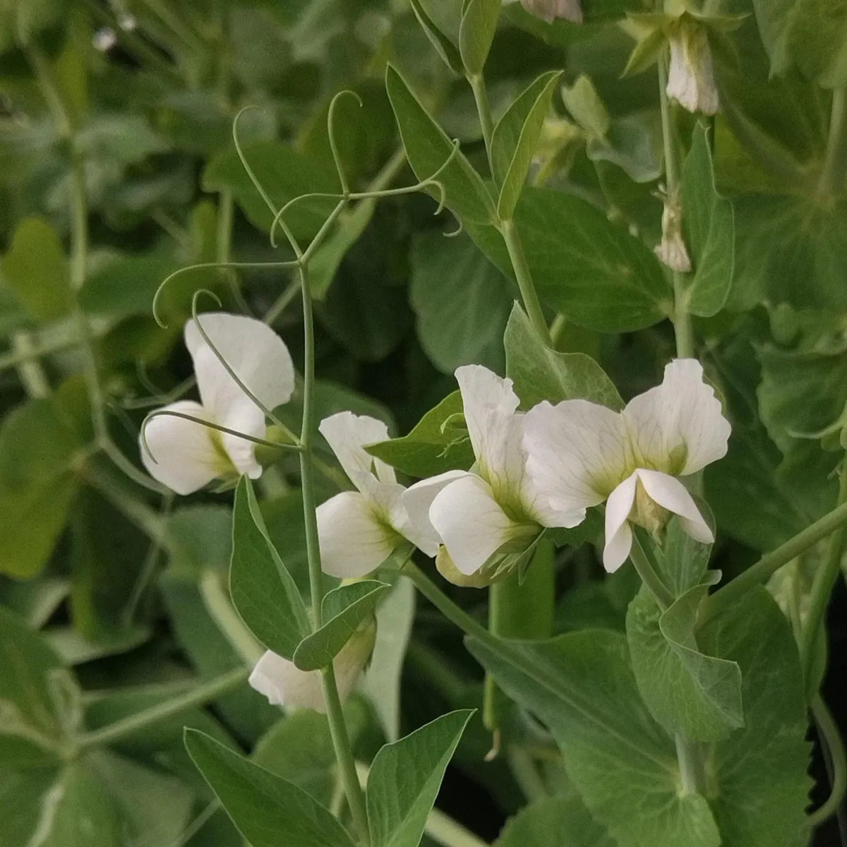 Pal-Erbse 'Kleine Rheinländerin' (Pisum sativum) Samen