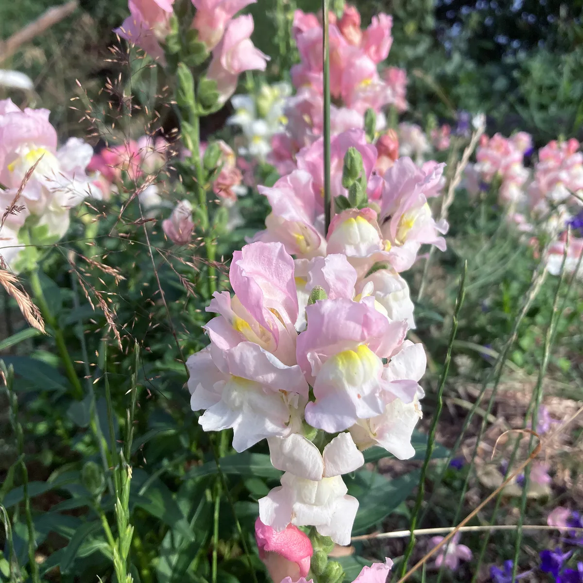 Weiß-rosa Löwenmäulchen 'Appleblossom' (Antirrhinum majus) Samen