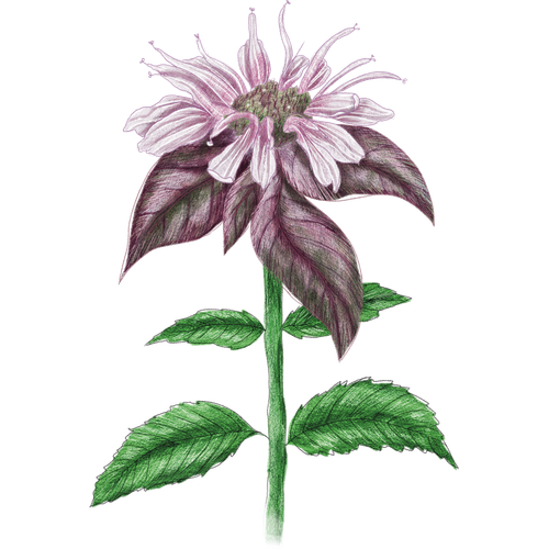 Variedades de monarda