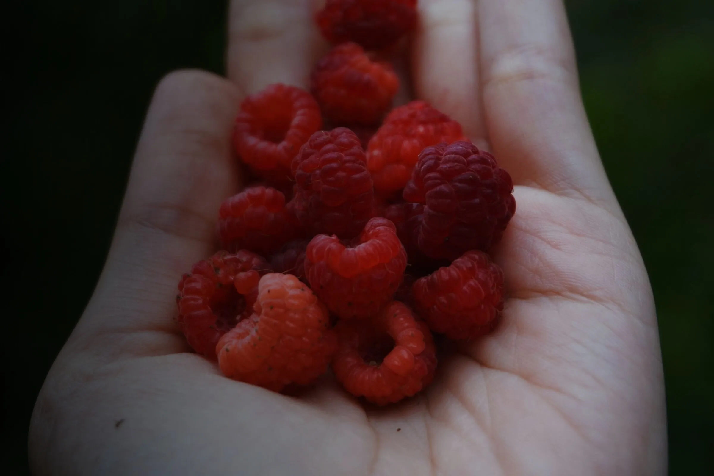 Hand voller frisch gepflückter Himbeeren