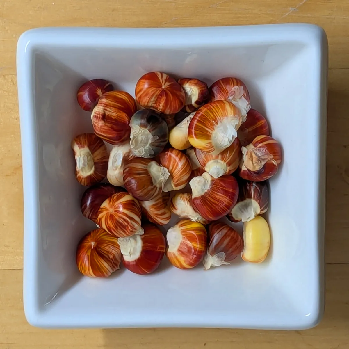 Mais 'Mandan Getigert' (Zea mays) Samen