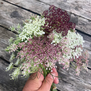 Ramo de zanahoria silvestre 'Dara' (Daucus carota) con umbelas blancas, rosas y rojo oscuro