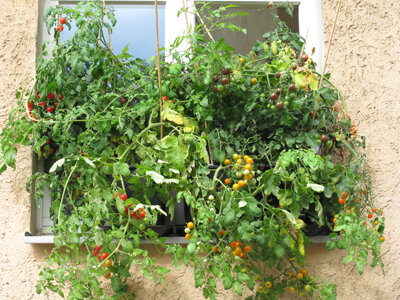 Tomates para balcón