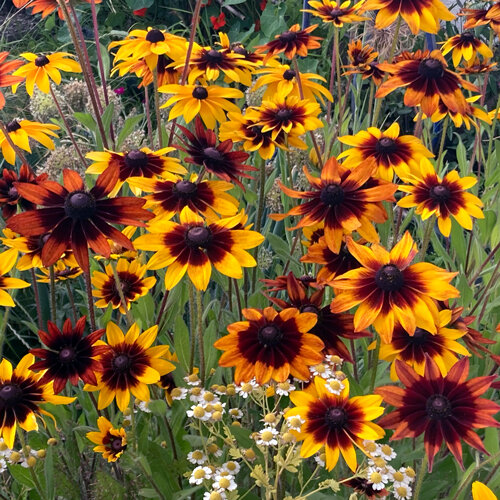Rudbeckia (Rudbeckia hirta) con flores amarillas y marrón rojizas