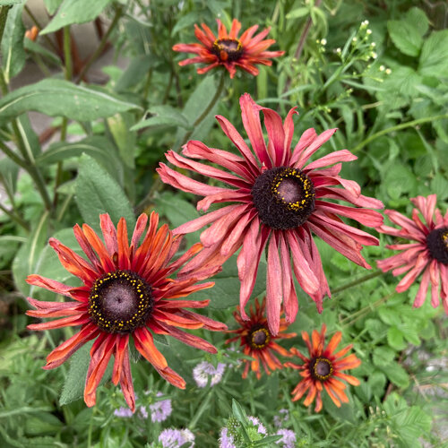 Rudbeckia 'Sahara' (Rudbeckia hirta) con flores de rosa palo a rojo cobrizo