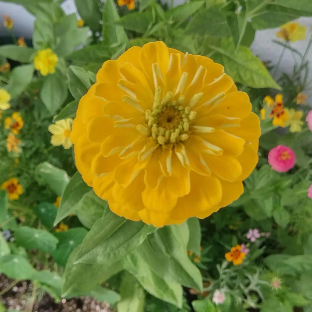 Sommerblumen in Gelb (diverse Arten & Sorten) Saatgutmix