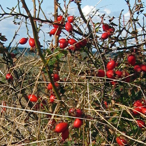 Escaramujos rojo intenso de rosa canina (Rosa canina) en el arbusto