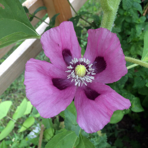 Adormidera (Papaver somniferum) con flor violeta y manchas oscuras en la base