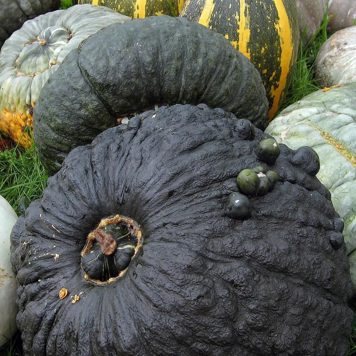 Kürbis 'Marina di Chioggia' (Cucurbita maxima) Samen