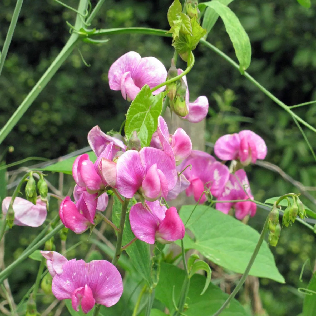 Duftwicke 'Spencer Mix' (Lathyrus odoratus) Bio Saatgut