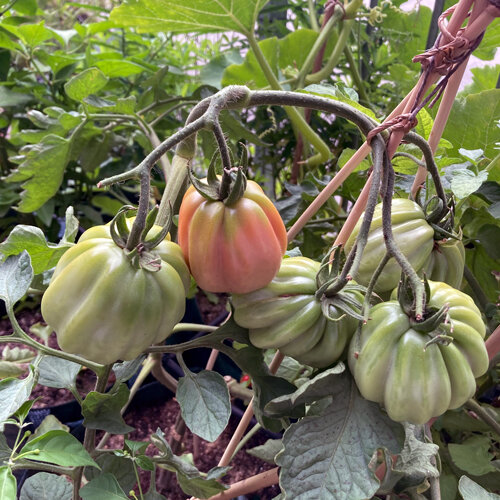 Tomates acostillados, verdes y rojizos, madurando en una planta entutorada