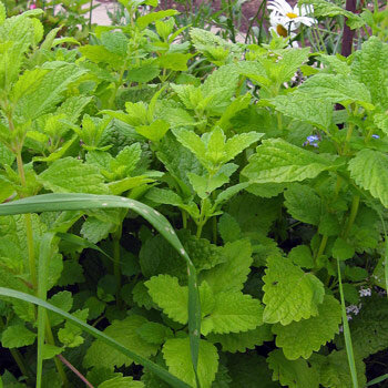 Melisa (Melissa officinalis) con hojas verde claro dentadas