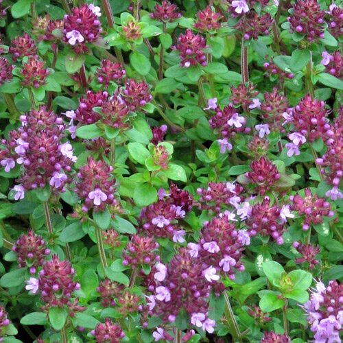 Tomillo de prado (Thymus pulegioides) en flor con flores rosa violáceo
