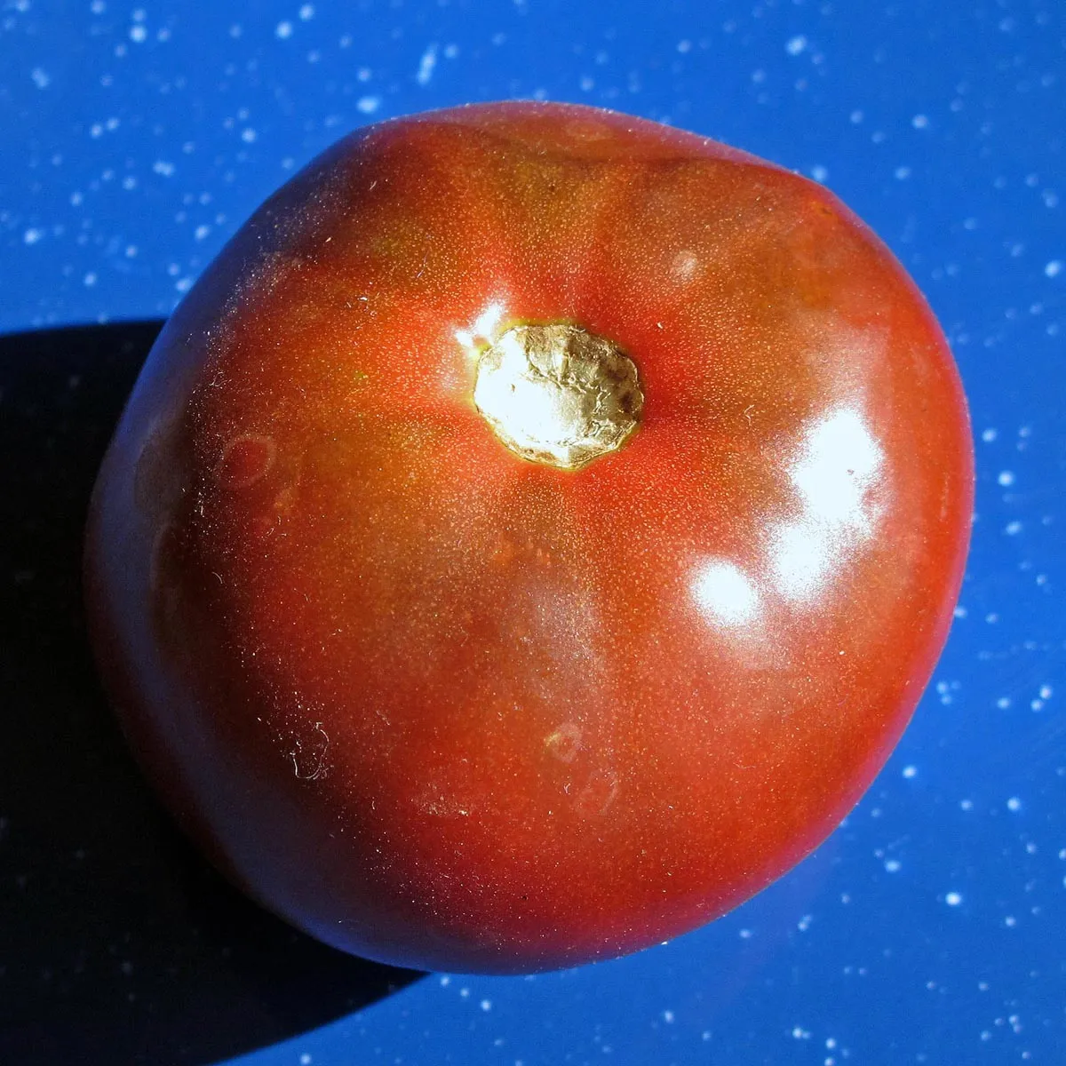 Schwarze Tomate 'Black Russian' (Solanum lycopersicum) Samen