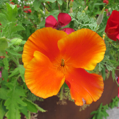 Amapola de California (Eschscholzia californica) con flor rojo anaranjada