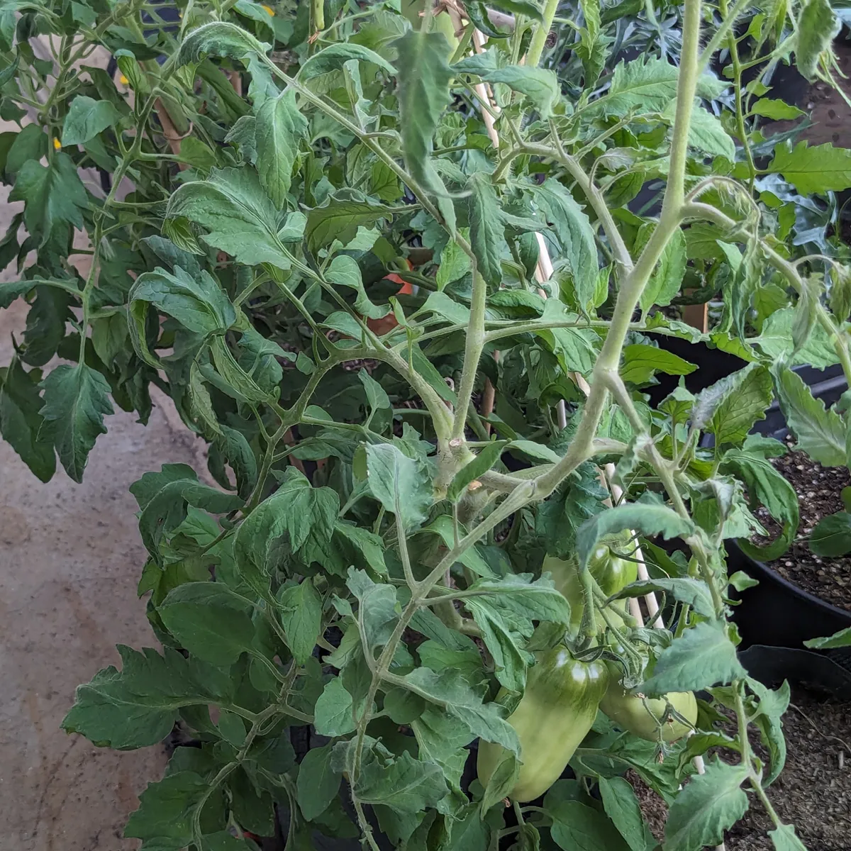 Tomate 'Andenhorn' (Solanum lycopersicum) Samen
