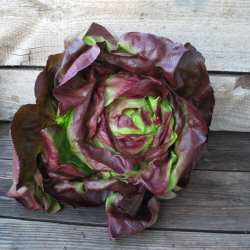 Cogollo de lechuga batavia con hojas marrón rojizo y verde claro sobre madera