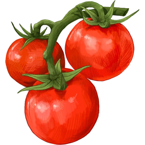 Tomate