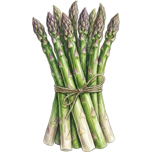 Espárragos