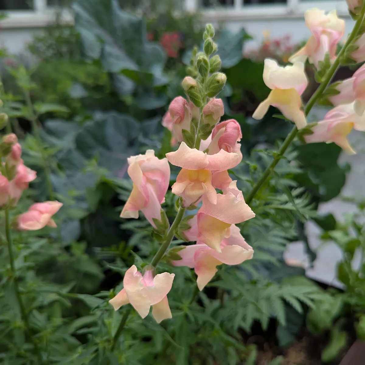 Weiß-rosa Löwenmäulchen 'Appleblossom' (Antirrhinum majus) Samen
