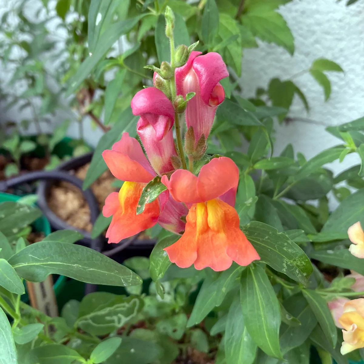 Oranges Löwenmäulchen 'Orange Wonder' (Antirrhinum majus) Samen