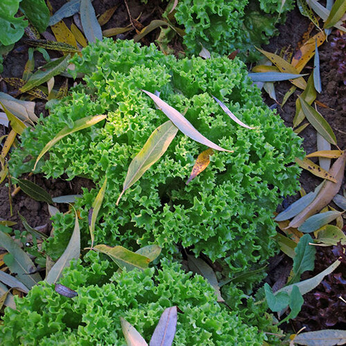 Escarola rizada con hojas finamente rizadas verde claro en el huerto de otoño