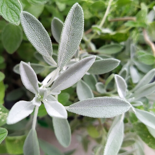 Salvia española (Salvia lavandulifolia) con hojas plateadas y aterciopeladas