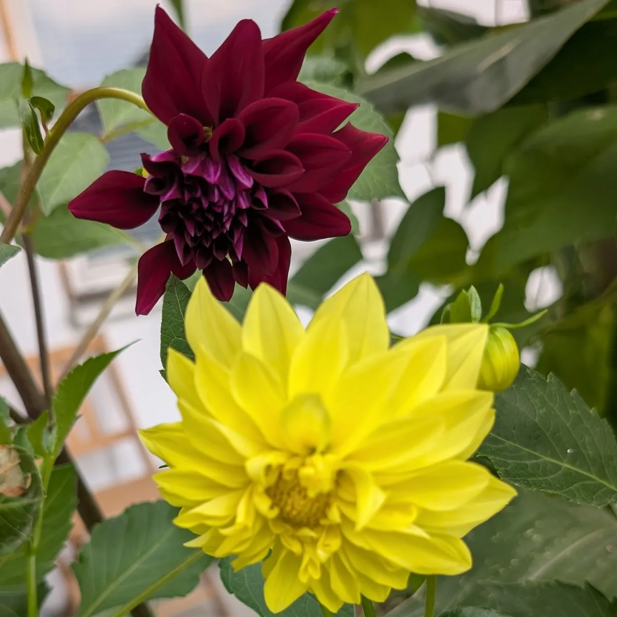 Hoher Dahlien-Mix 'Decorative Giants' (Dahlia variabilis) Samen