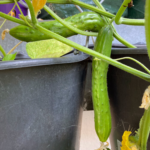 Pepinos jóvenes colgando de los tallos sobre jardineras negras al aire libre