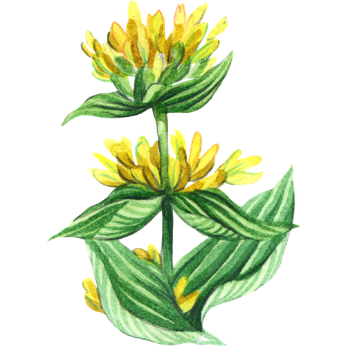 Variedades de genciana