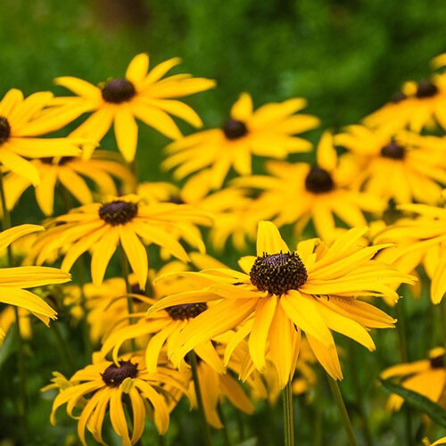 Rudbeckia con flores amarillas y centro oscuro