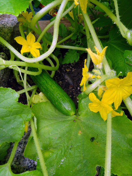 Pepino joven en la planta con flores amarillas y zarcillos