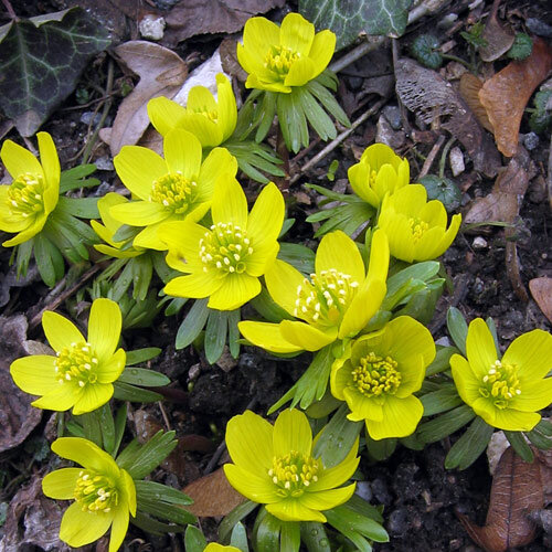 Acónitos de invierno con flores amarillas en forma de copa entre hojas caídas