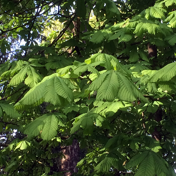 Follaje de castaño de Indias: hojas verdes palmeadas en el árbol