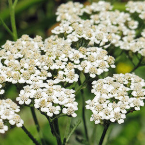 Milenrama (Achillea millefolium) orgánica semillas
