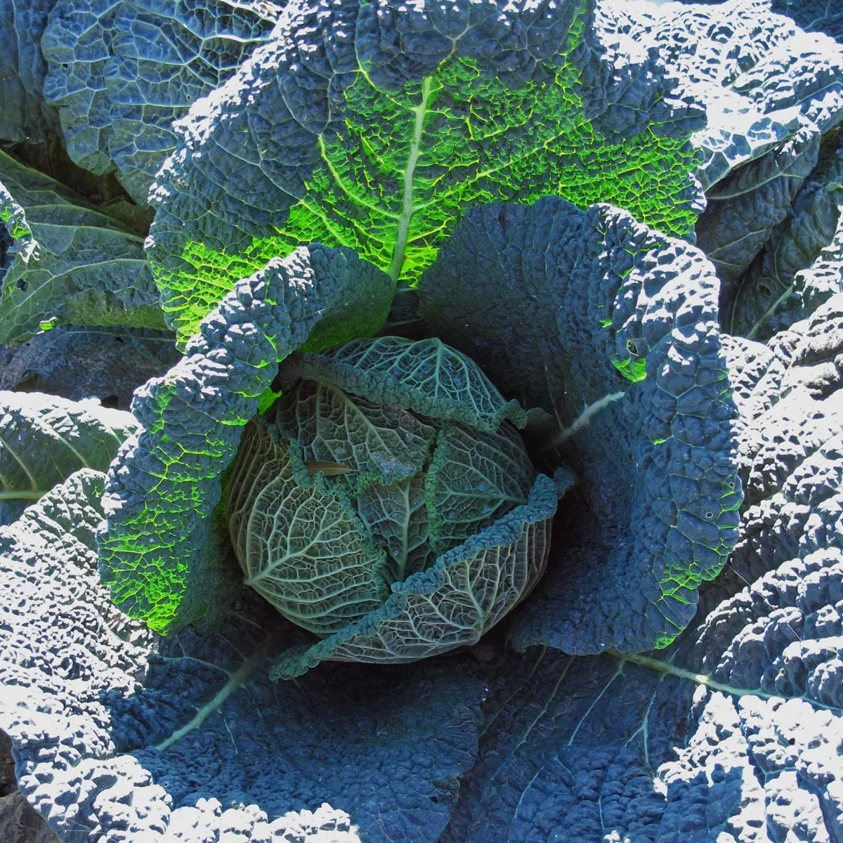Wirsing 'Bonner Advent' (Brassica oleracea convar. capitata var. sabauda L.) Samen