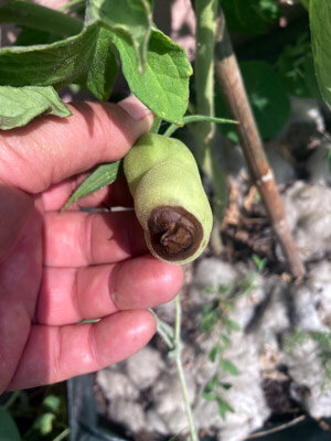 Podredumbre apical en tomates