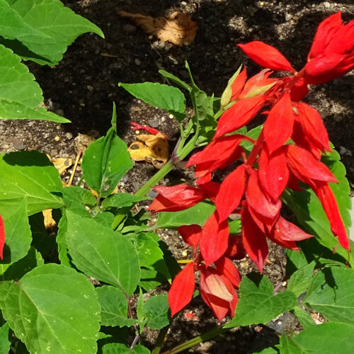Salvia roja (Salvia splendens) con flores de un rojo intenso